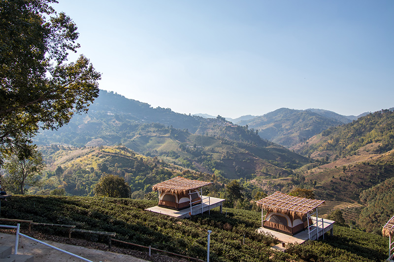 เที่ยวสวนดอกไม้-ไร่ชา เชียงราย 2568-2569