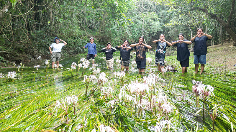 พลับพลึงธาร ราชินีแห่งสายน้ำ พังงา