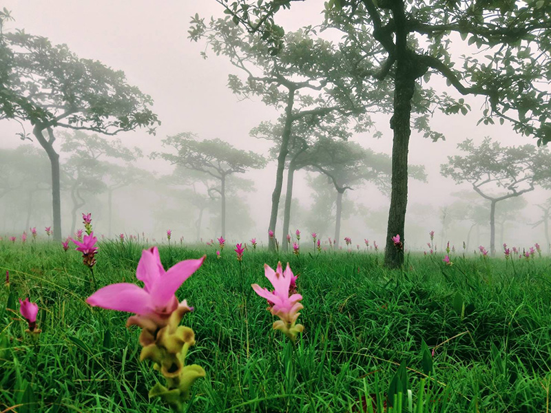 ดอกกระเจียว