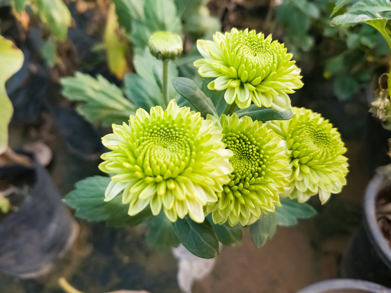 ดอกเบญจมาศเขียว