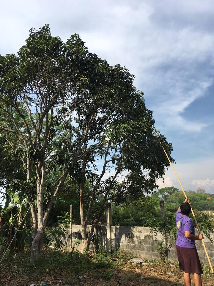 แมงปอ ชลธิชา