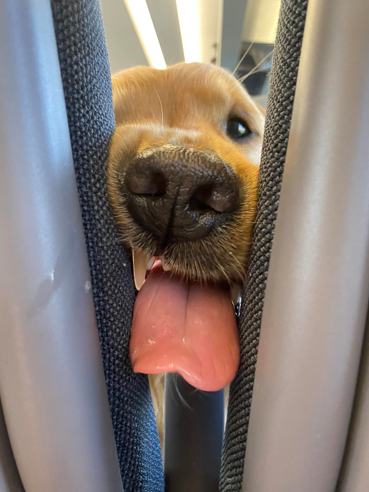 หมาโกลเด้น