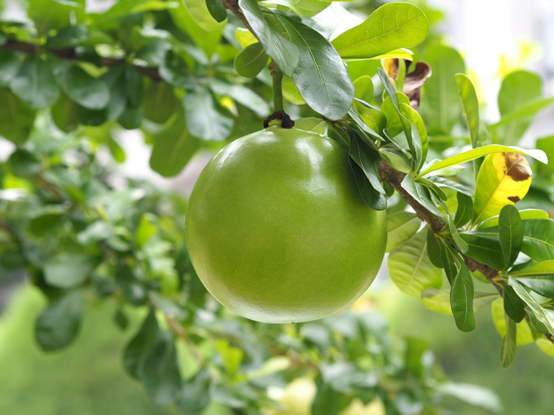 น้ำเต้าต้น