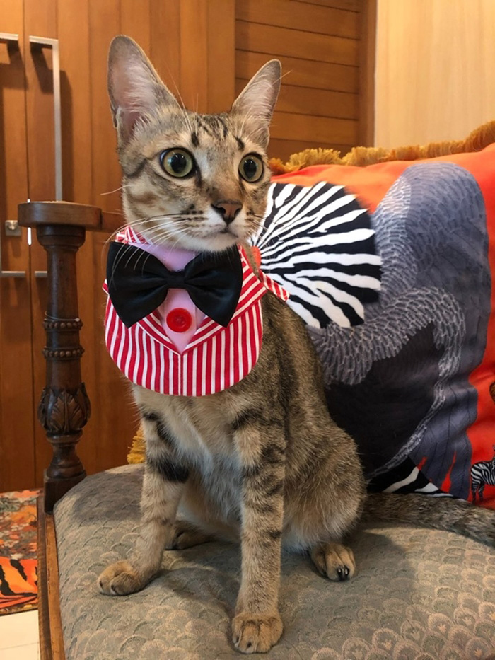 เพจแมวโรงพัก