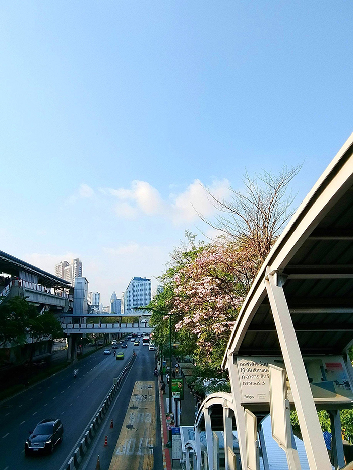 ชมพูพันธุ์ทิพย์ สวนจตุจักร 2569