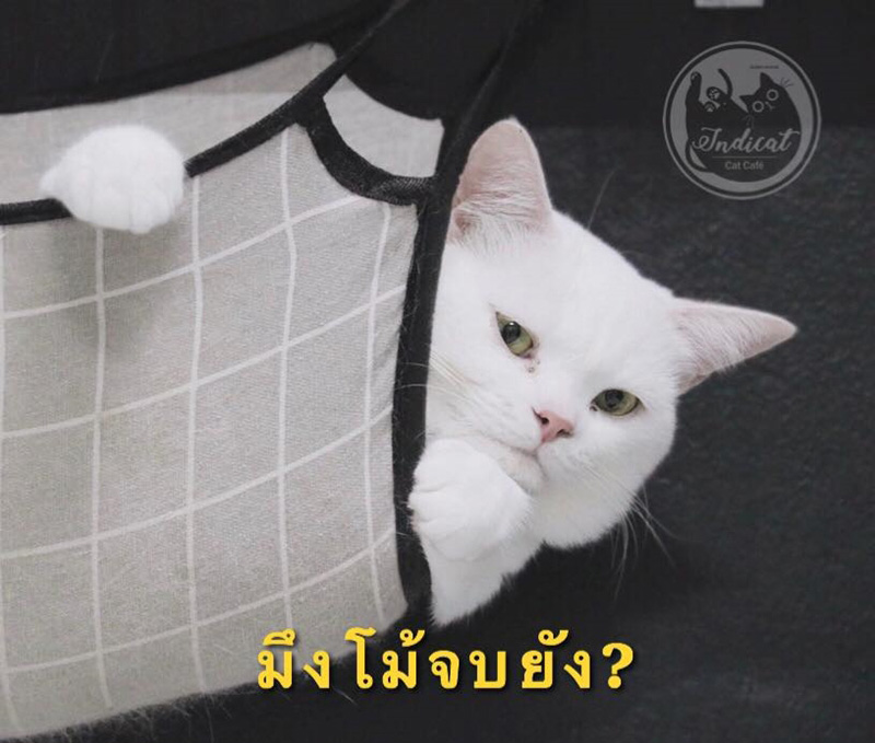Meme แมว