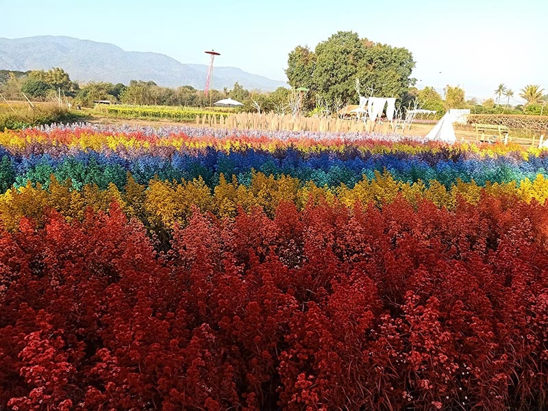 สวนดอกมากาเร็ต เชียงใหม่