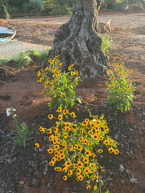 บ้านญาญ่า เขาใหญ่