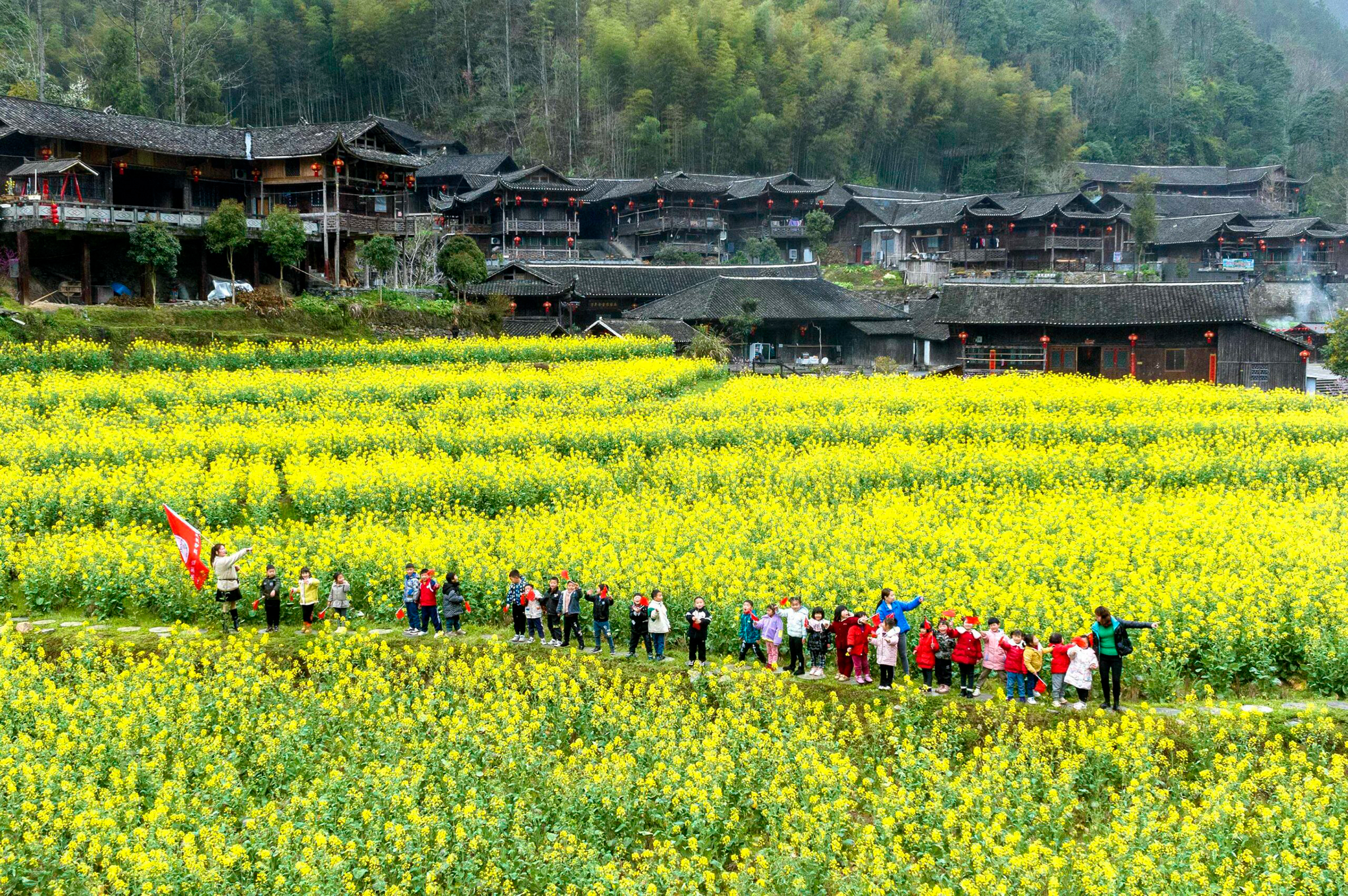 ทุ่งดอกผักกาดก้านขาว