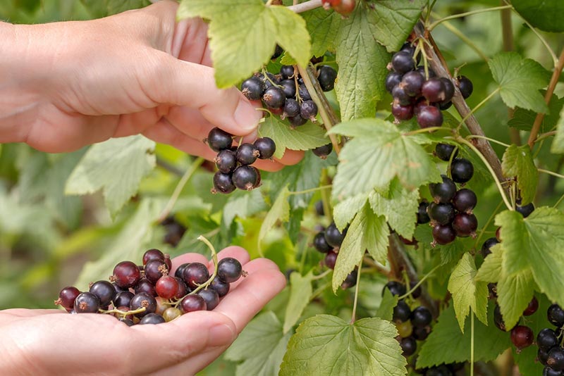 แบล็กเคอร์แรนท์