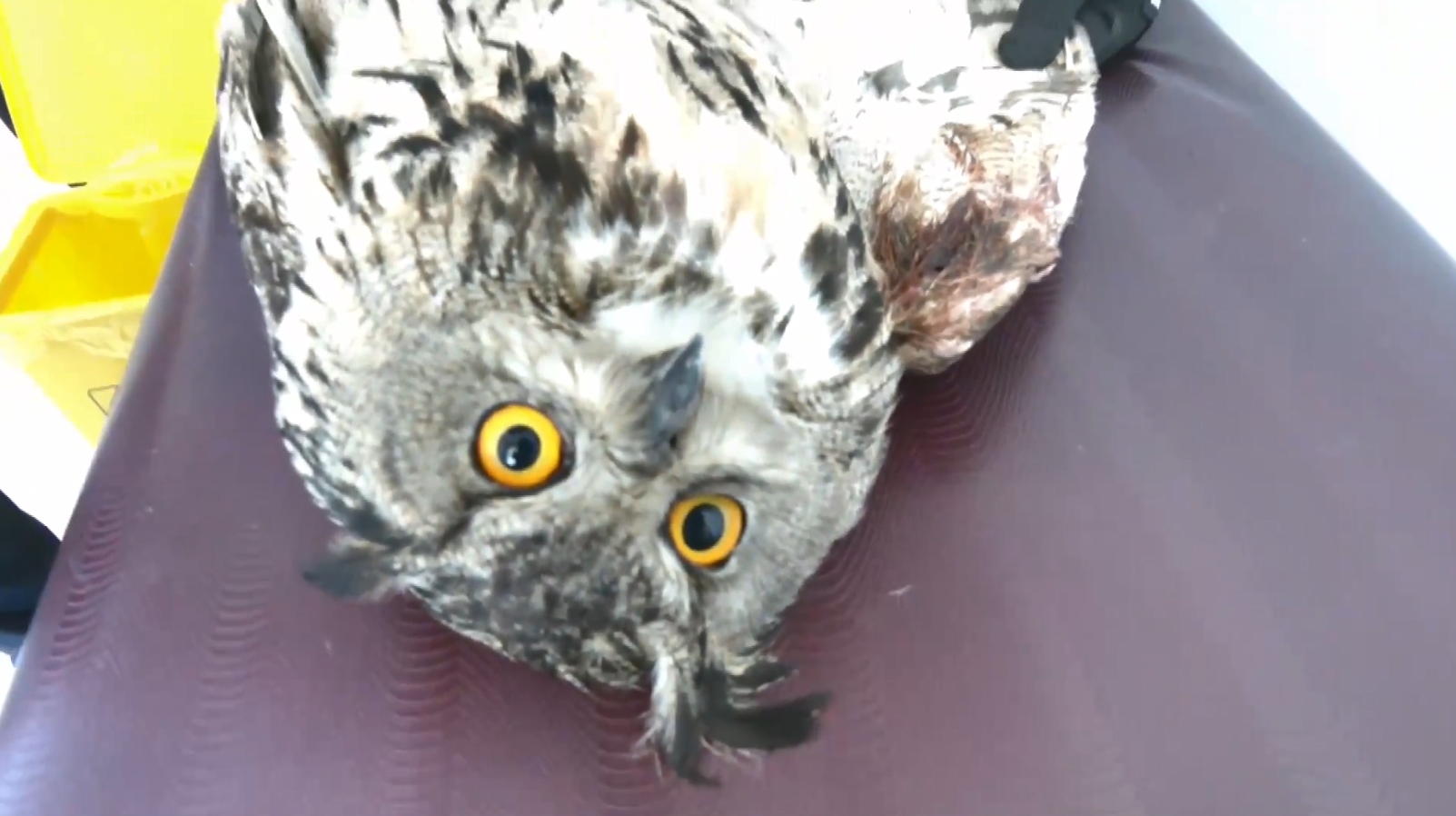 นกฮูกบาดเจ็บ