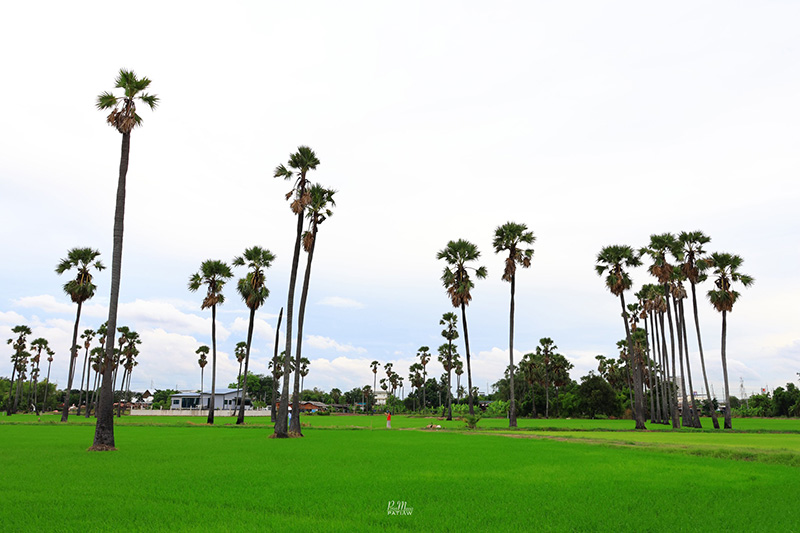 จุดชมวิวดงตาลสามโคก