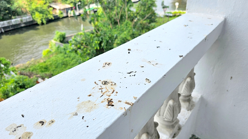 คราบอึนกพิราบ