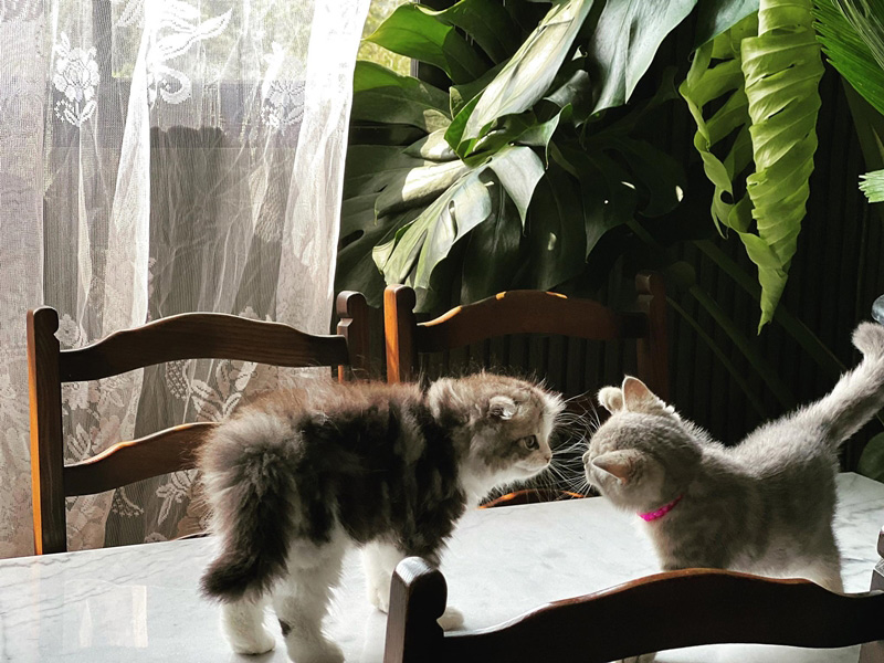 รีโนเวทแฟลต