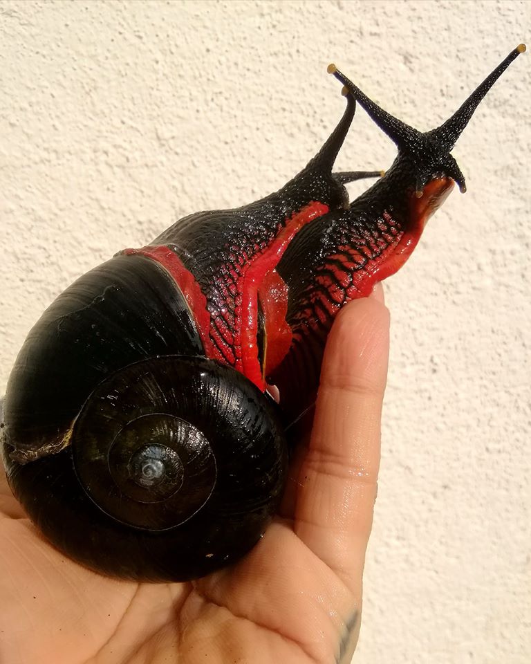 fire snail