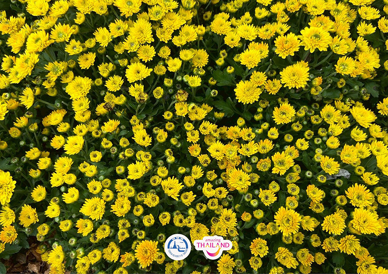 Colorful Garden in Phrae 2025 แพร่