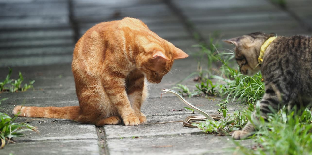 แมวหมู่