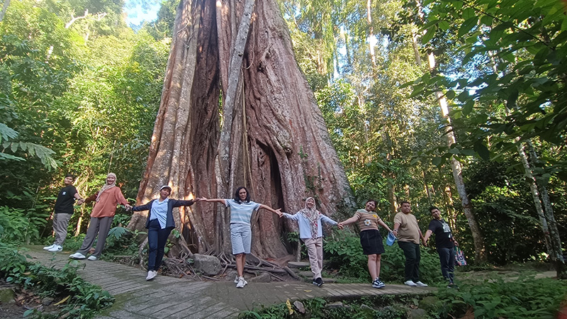 ต้นไม้พันปี อุโมงค์ปิยะมิตร