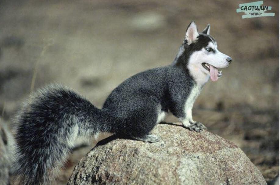 ไซบีเรียน ฮัสกี้