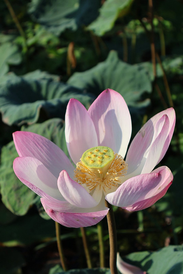 บึงบัว สวนรถไฟ