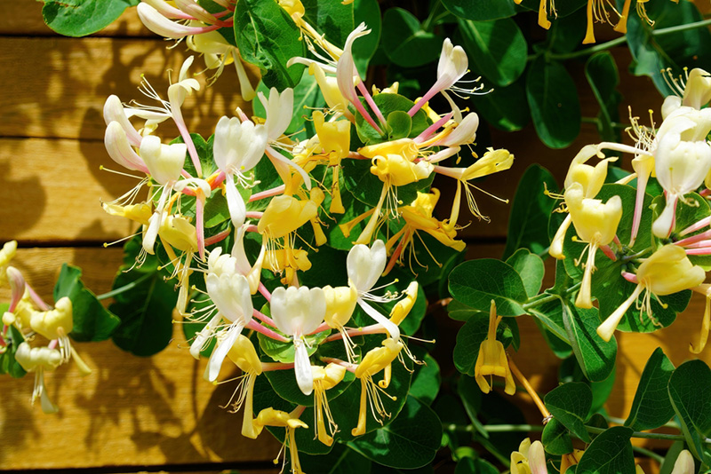 ดอกไม้ประจำราศีเมษ