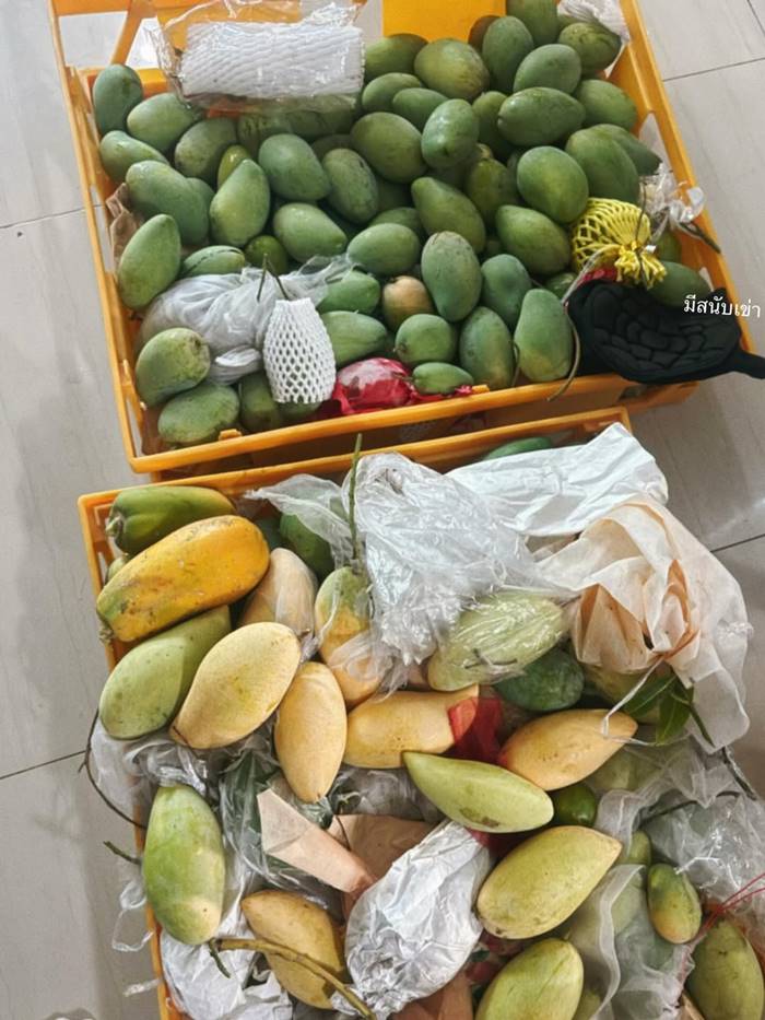 ใบเฟิร์น พิมพ์ชนก