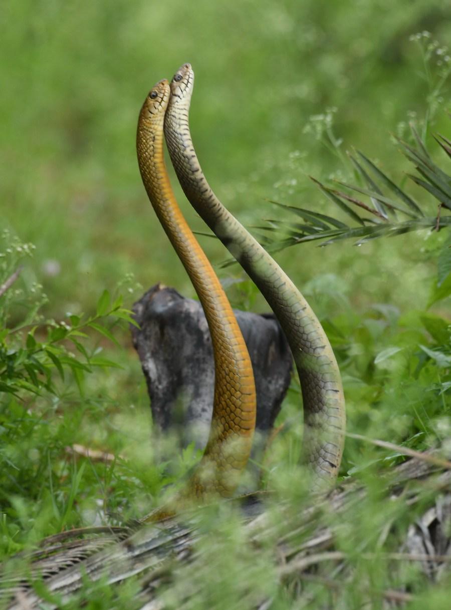 งูสู้กัน