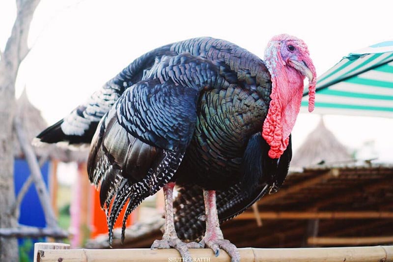 เที่ยวรังนกแลนด์ by นกแปดริ้ว จ.ฉะเชิงเทรา