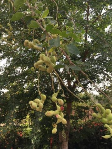 แมงปอ ชลธิชา