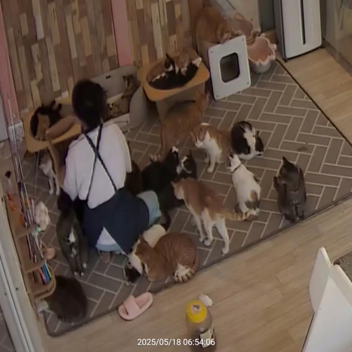 คนดูแลคาเฟ่แมวจรงีบหลับ แต่อบอุ่นจนใจฟู