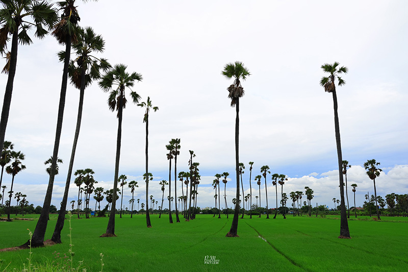 จุดชมวิวดงตาลสามโคก