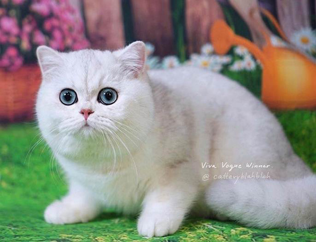 บริติช ชอร์ตแฮร์ 