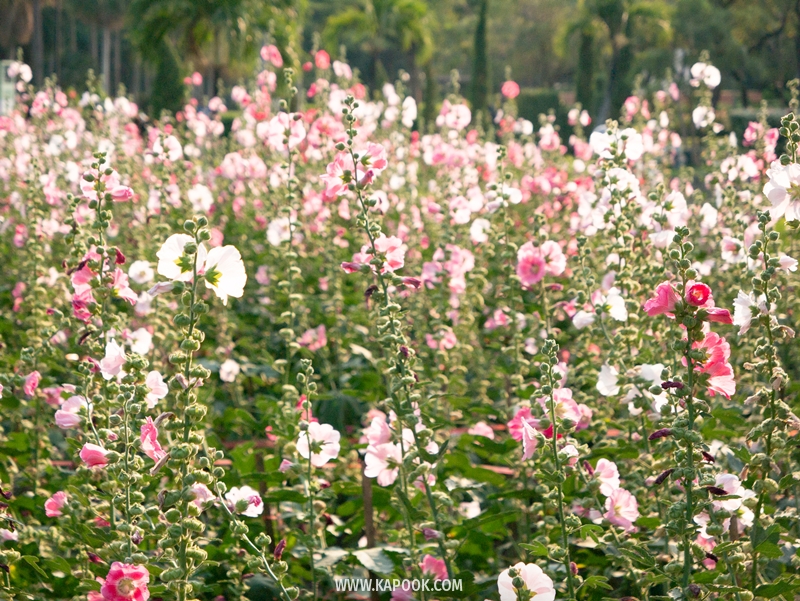 ทุ่งดอกฮอลลี่ฮ็อค สวนจตุจักร