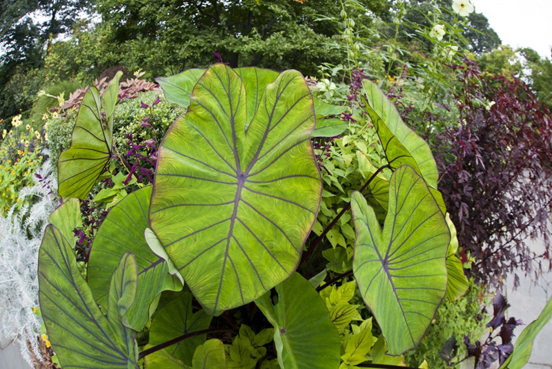 Colocasia Blue Hawaii