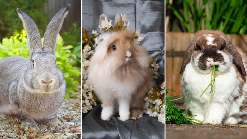 กระต่าย