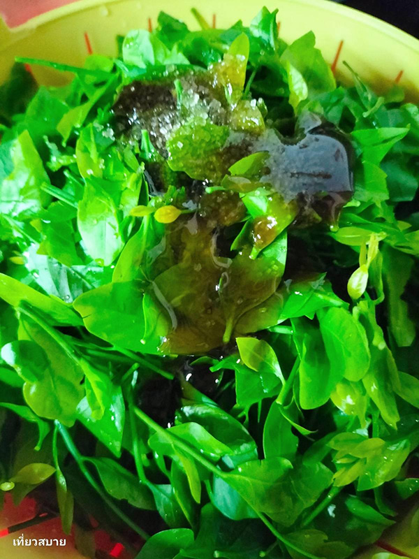 ผักหวานผัดน้ำมันหอย เมนูเพื่อสุขภาพ ราคาประหยัด อาหารไทย สูตรอาหาร
