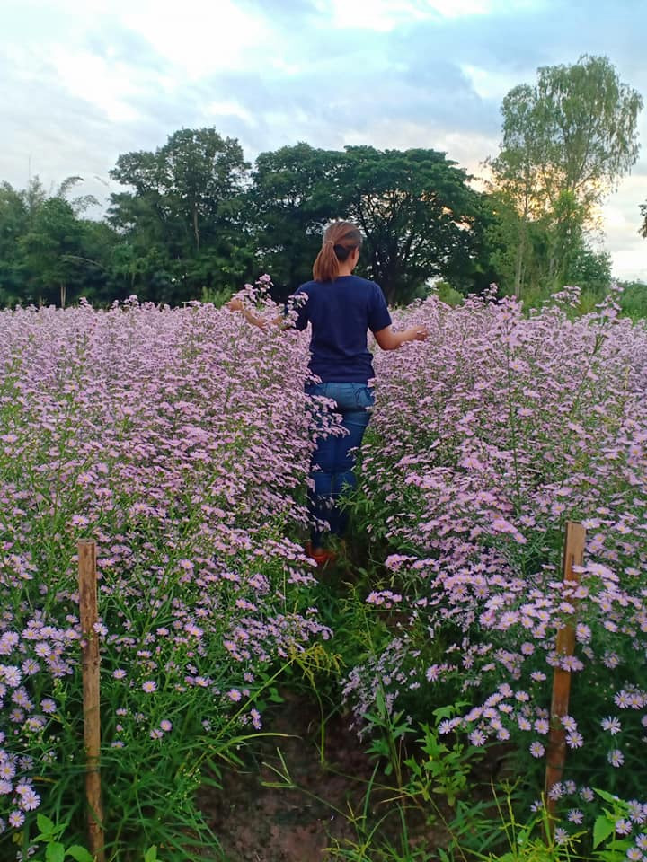สวนดอกไม้ อุดรธานี