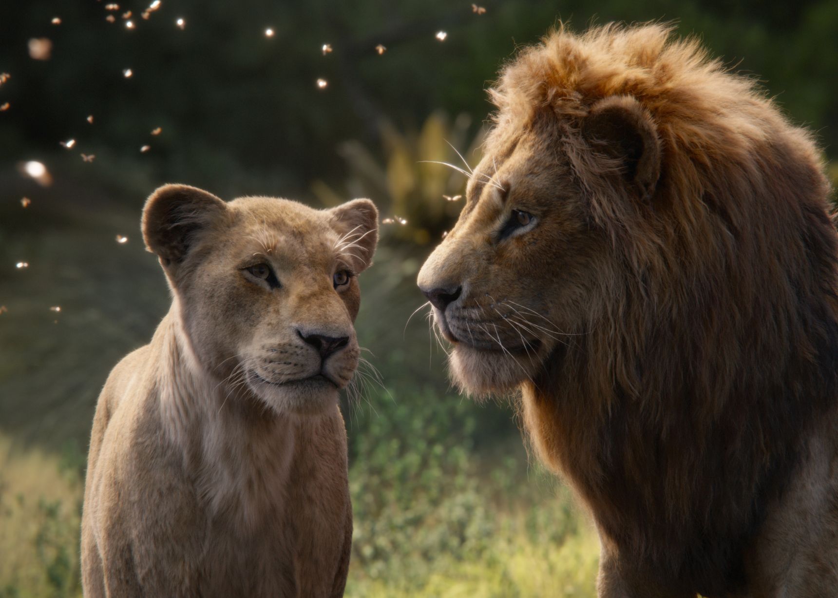 the lion king 2019