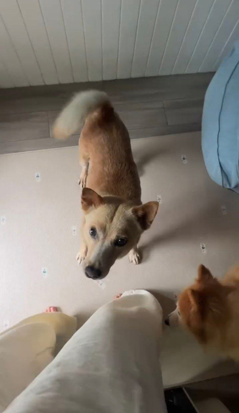 คุณชายถั่ว หมาอั้ม พัชราภา