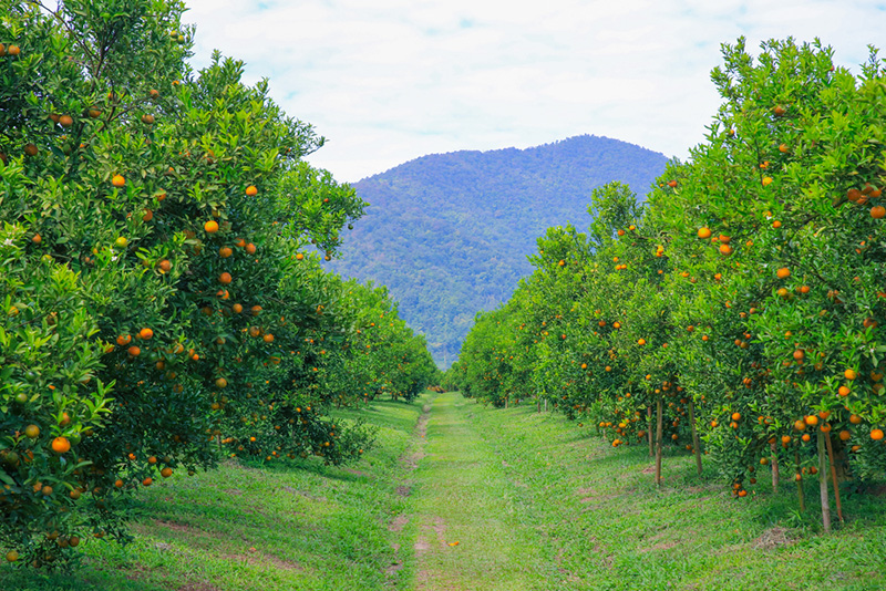 ภาษีที่ดินเกษตรกรรม