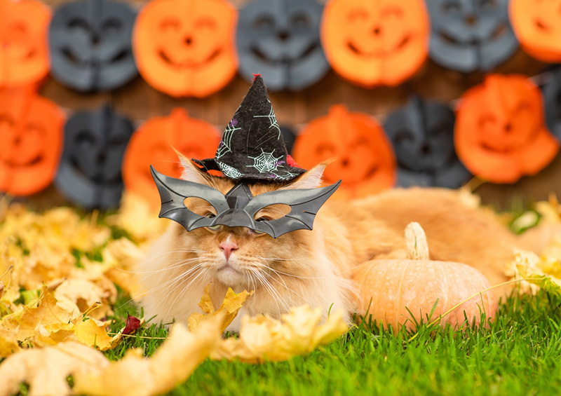 แมว ฮาโลวีน