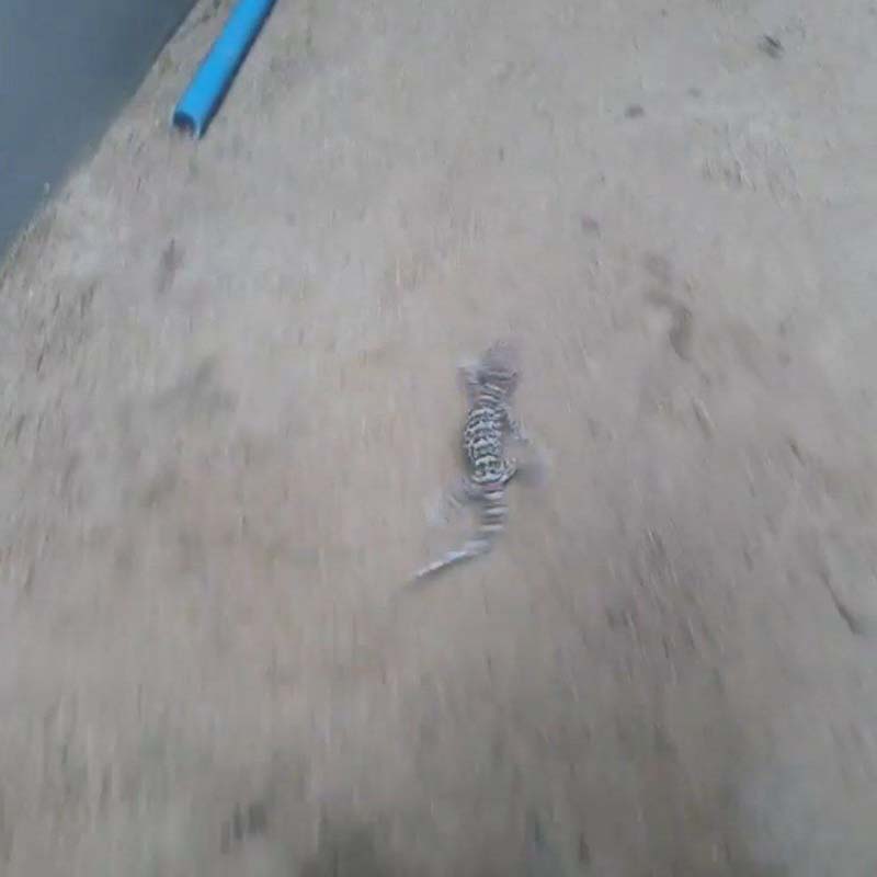 แน็ก ชาลี