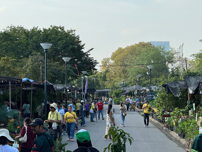 ร้ายขายต้นไม้ใหญ่ ตลาดต้นไม้สนามหลวง 2