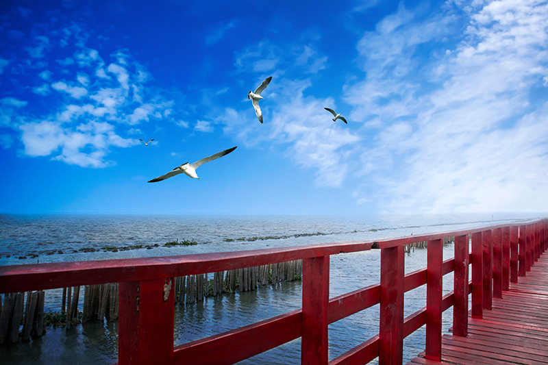 จุดชมนกนางนวล สะพานแดง จังหวัดสมุทรสาคร