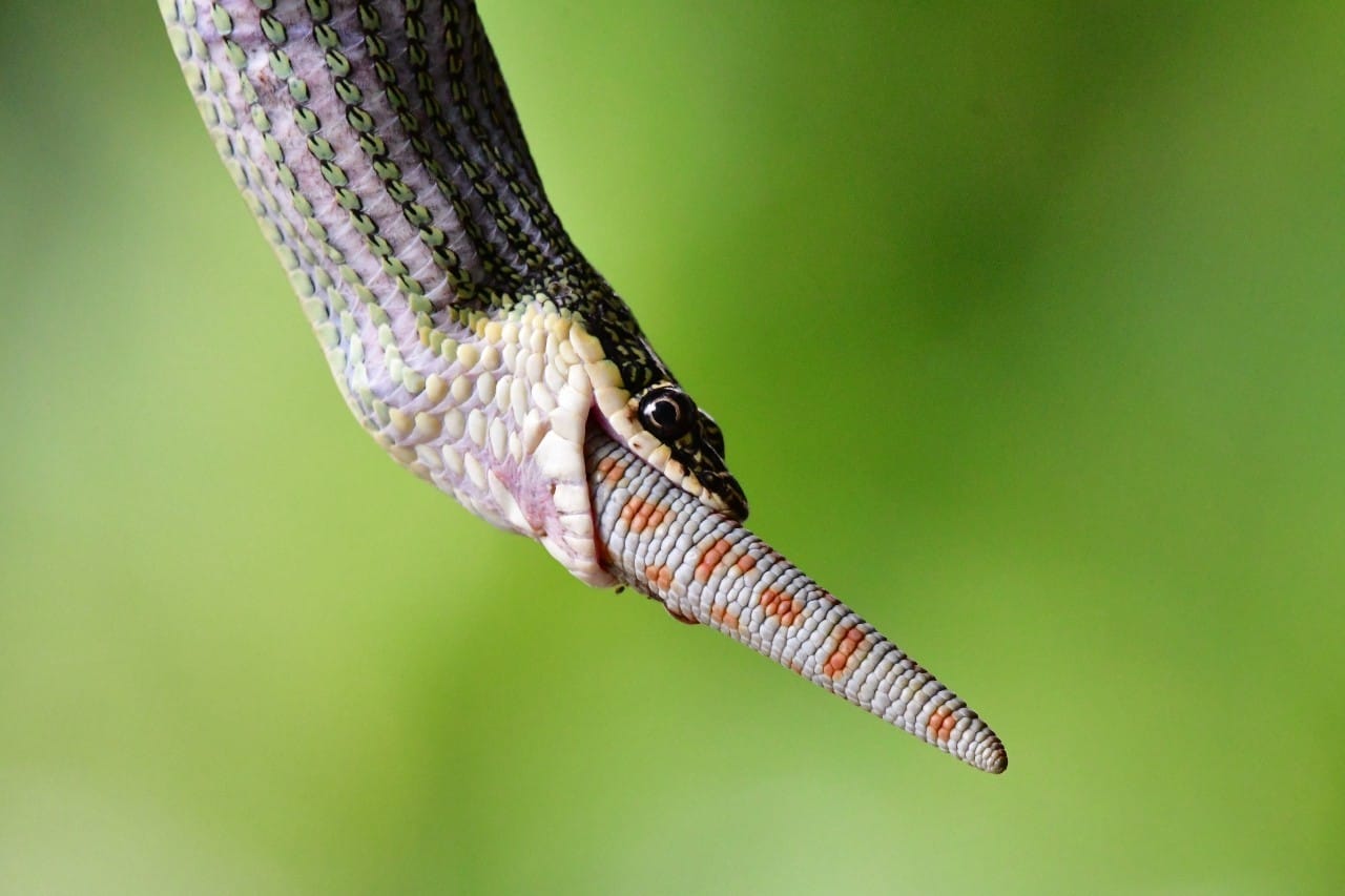 งูเขียว ตุ๊กแก