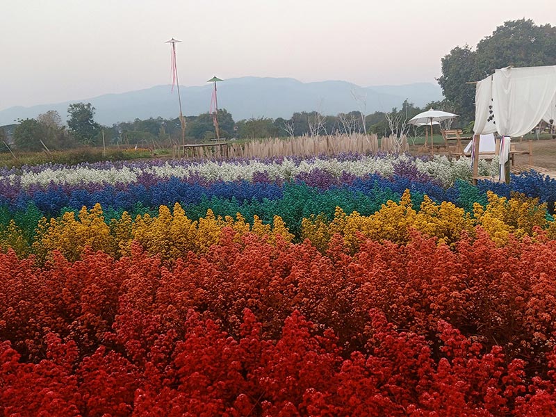 สวนดอกมากาเร็ต เชียงใหม่