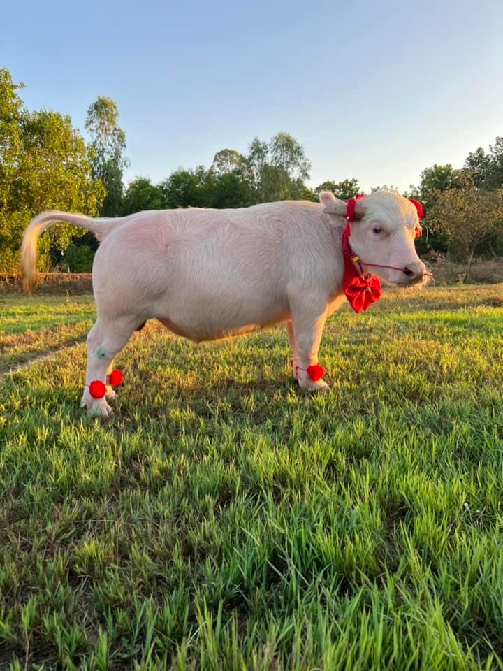 ควายแคระ