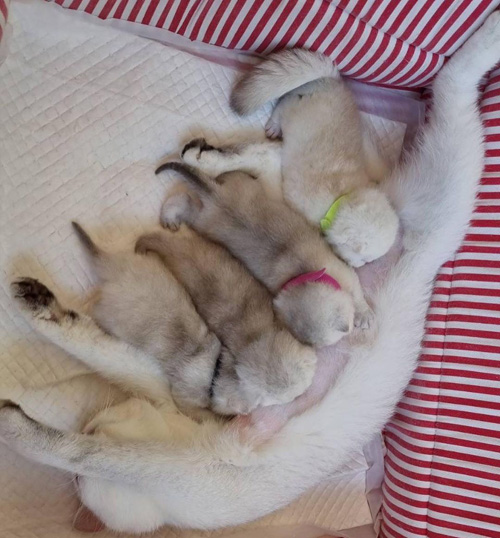 มิกซ์ สหภาพ 