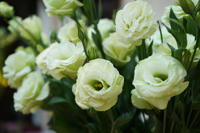 ดอกไลเซนทัส