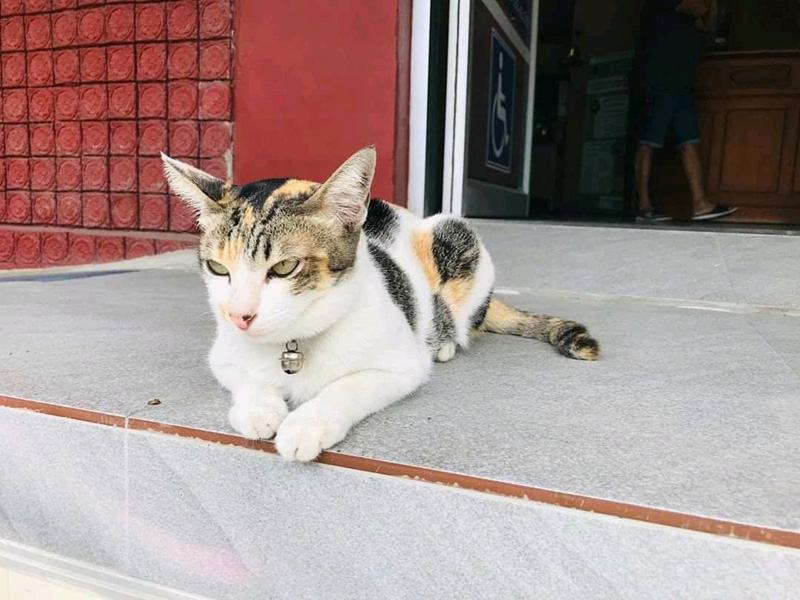 เพจแมวโรงพัก